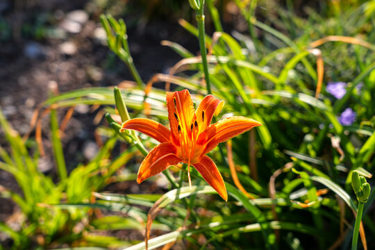 Orange Lily in the morning sunhine