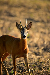 roebuck in nature at early morning