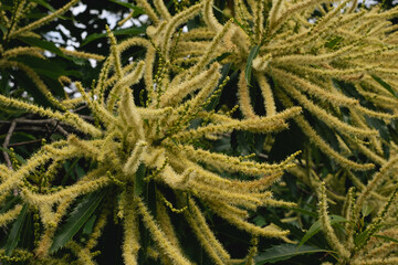 Closeup of horse chestnut flowers