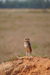 Athene cunicularia - Nova Lacerda/Mato Grosso - MT - Brazil.