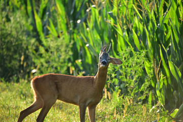 roebuck in nature at early morning