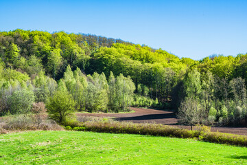 Bright green landscape in springtime Sweden with lush trees and clear blue skies