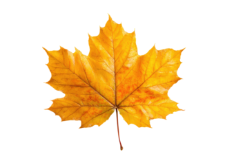 Close-up of a vibrant autumn maple leaf (5)