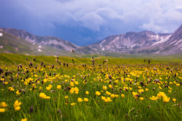 Field of yellow wild flowers in summer in mountain