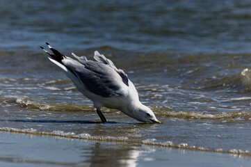 Seagull Foraging On Shallow Beach Shore With Calm Ocean Background