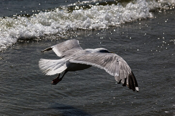 Seagull Soaring Over Ocean Waves