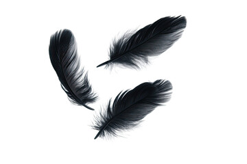 Obraz premium Three dark feathers in mid-air, with a slight gray/white underside, against a black background. The feathers overlap slightly, creating a sense of movement and lightness