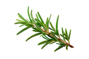 Fototapeta premium Close-up of a fresh rosemary sprig