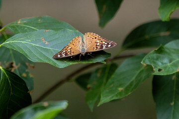 A Hackberry Emperor butterfly perched on a Button Bush leaf.