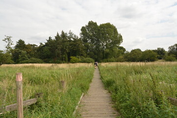 The Boardwalk A Long Wooden Path Through The Norfolk Countryside  