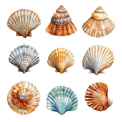 Seashell Collection, watercolor painting vector, isolated on a white background.