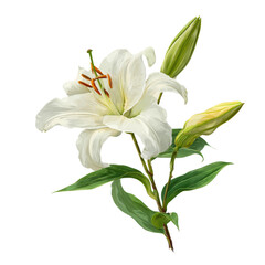 White lily with buds on transparent background