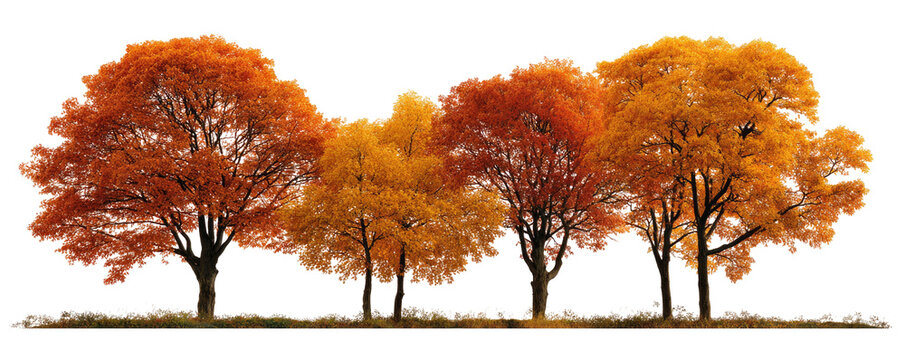 Autumnal trees in vibrant fall colors