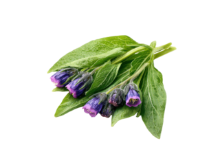 Bunch of purple bell-shaped flowers with green leaves isolated on black background comfrey blue, Isolated, Png Transparent Background