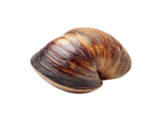 Single brown and tan striped clam shell isolated on black background mollusk bivalve, Isolated, Png Transparent Background