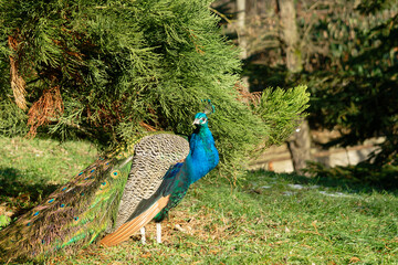 A stunning peacock displaying its vibrant, iridescent feathers in a natural outdoor setting.