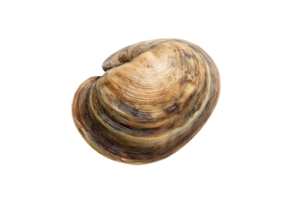 Single closed clam shell with brown and tan concentric rings on black background bivalve mollusk, Isolated, Png Transparent Background