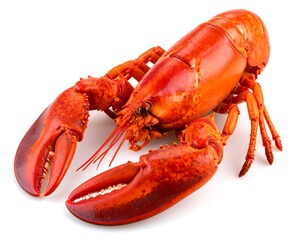 Fresh lobster, vibrant red hue