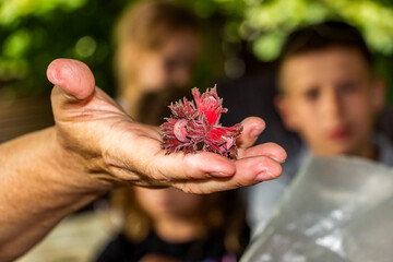 person holds small nuts in his hands, shows them to children, Hazelnut Red Majestic, badius, medium size, nature, close-up,