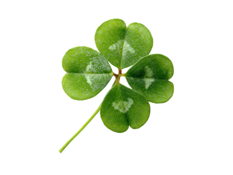 Single green four leaf clover isolated on black background plant, Isolated, Png Transparent Background
