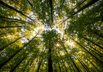 Obraz premium Forest Canopy: A mesmerizing upward perspective captures the lush beauty of a verdant forest canopy, inviting viewers to embrace tranquility.