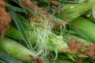 fresh corn on the cob on the market