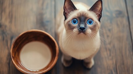 Cat with blue eyes waiting near an empty bowl on a wooden floor
