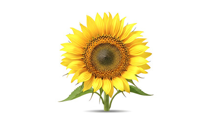 Obraz premium A vibrant yellow sunflower in full bloom, showcasing its intricate center and bright petals, isolated a clean, perfect for summer themes and nature photography