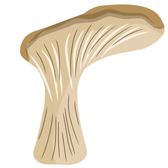 Oyster mushroom illustration, mushroom vector with flat design, vegetarian food