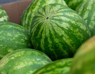 watermelons on the market