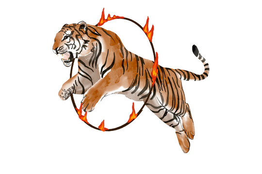 tiger jump through a fire hoop isolated watercolor illustration , circus style, isolated vintage hand drawn on transparent background.