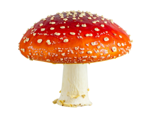 Classic Red Spotted Toadstool Mushroom with White Dots, Front View, isolated on transparent background