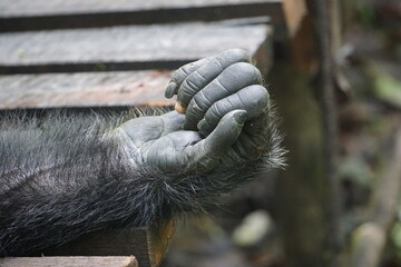 Close-Up of Chimpanzee Hand – Kibale National Park, Uganda