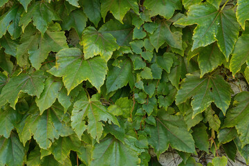 Green Grapevine Leaves on Wall – Natural Leaf Texture Background