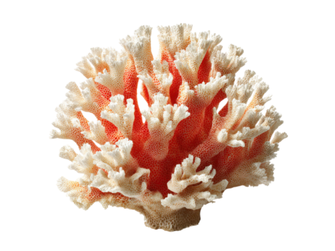 Intricate branching coral with white tips and red interior image, Isolated, Png Transparent Background - Powered by Adobe