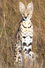 Faszinierende Landschaften und Tierwelten der Masai Mara, Kenia