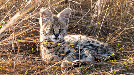 Faszinierende Landschaften und Tierwelten der Masai Mara, Kenia