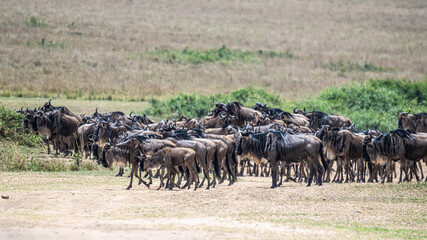 Faszinierende Landschaften und Tierwelten der Masai Mara, Kenia