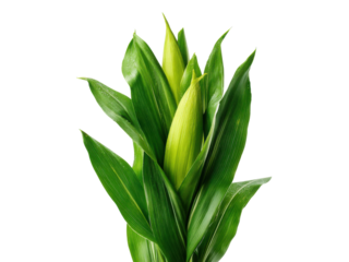 Fresh green corn stalks with water droplets leaves plant, Isolated, Png Transparent Background