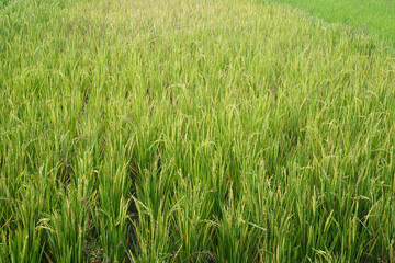 Lush green rice plants growing in paddy field during agricultural season.