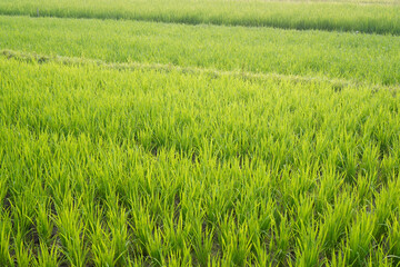 Lush green rice plants growing in paddy field during agricultural season.