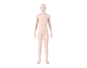 A digitally rendered full-body male human figure stands in a neutral pose, ideal for anatomical or health-related concepts.