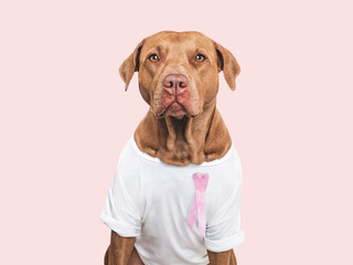 Cute puppy and pink ribbon. Express moral support. Closeup, indoors. Studio shot. Isolated background. Health care concept