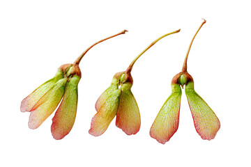 Three maple seeds, or samaras,  are arranged in a horizontal row against a black background. Each seed has a light tan/peach-colored wing-like structure extending from a small, reddish-brown center. 