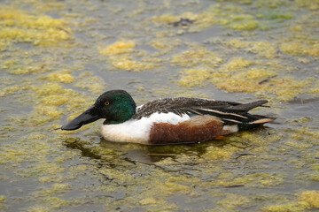 Obraz premium Canard souchet, male, Anas clypeata, No