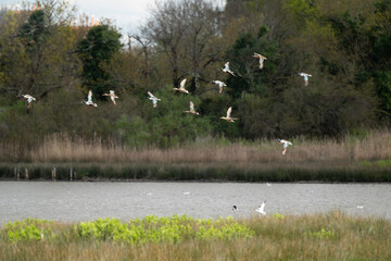 Canard souchet, Anas clypeata, Northern Shoveler, Reserve ornithologique du Teich, Bassin d'Arcachon, 33, Gironde, France
