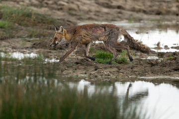 Renard roux; vulpes vulpes, Reserve ornithologique du Teich, Bassin d'Arcachon, 33, Gironde, France