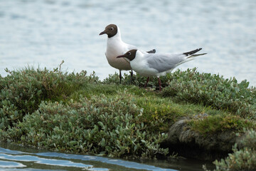 Mouette rieuse, Chroicocephalus ridibundus, Black headed Gull, nid, Obione portulacoides, Obione , pourpier