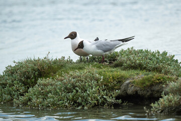 Mouette rieuse, Chroicocephalus ridibundus, Black headed Gull, nid, Obione portulacoides, Obione , pourpier