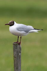 Obraz premium Mouette rieuse, Chroicocephalus ridibundus, Black headed Gull